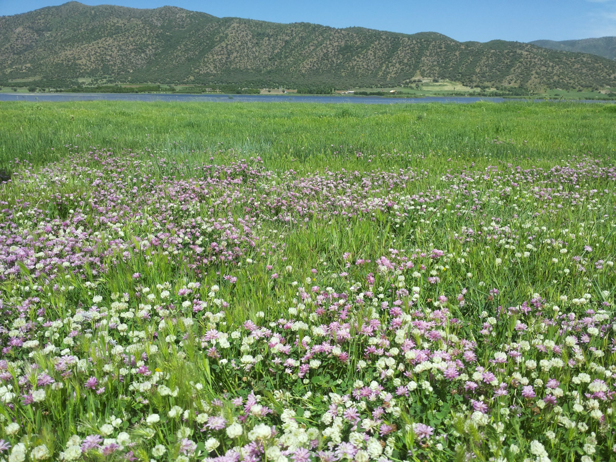 A beautiful field of clovers